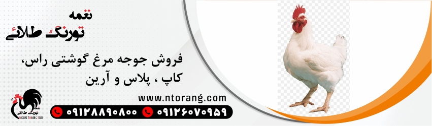 فروش جوجه گوشتی آرین
