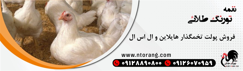 پولت هایلاین 09126070959  