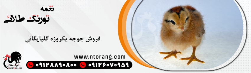 سفارش خرید جوجه یکروزه گلپایگانی