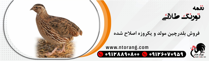 جوجه بلدرچین یکروزه و مولد تخمگذار