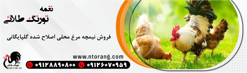 نیمچه 3 ماهه محلی