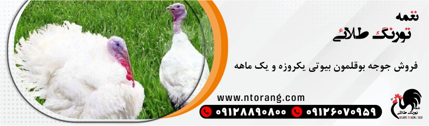 فروش جوجه بوقلمون یک روزه و یک ماهه