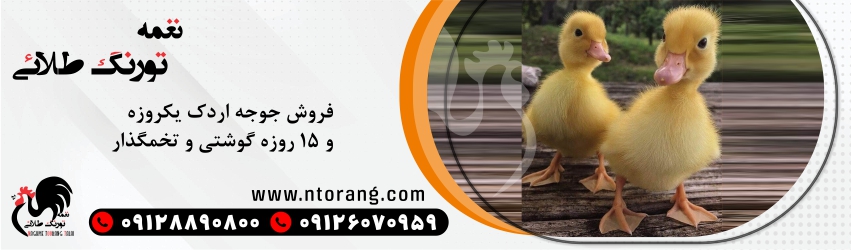 جوجه اردک یک روزه و 15 روزه گوشتی