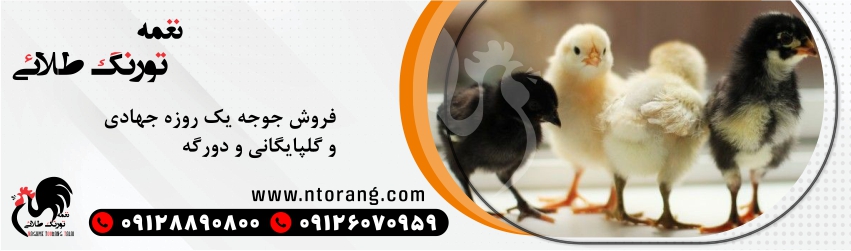 جوجه یکروزه دورگه