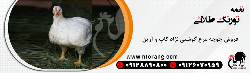 جوجه گوشتی هوبارد