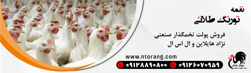 پولت تخمگذار ال اس ال