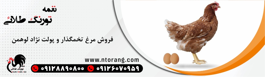 جوجه یکروزه لوهمن 09128890800