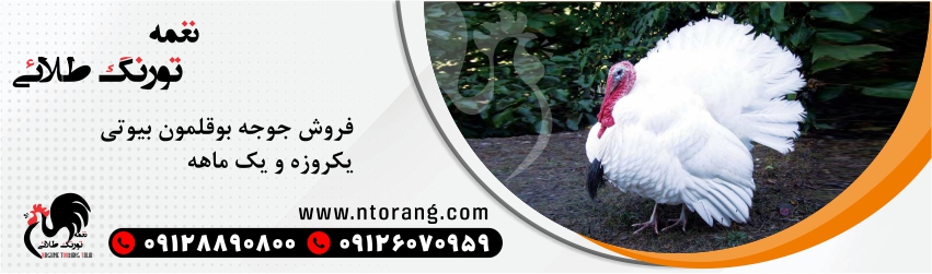 جوجه بوقلمون بیوتی یکروزه و یک ماهه