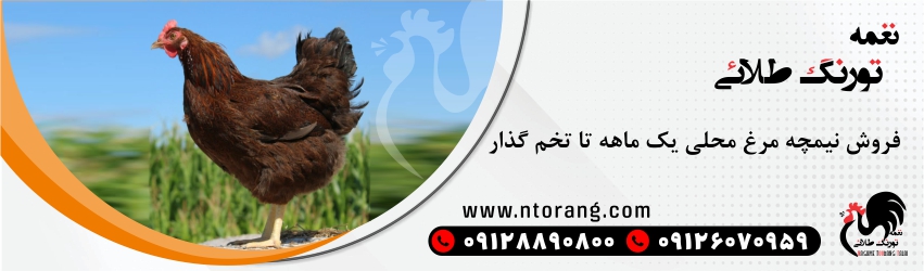 نیمچه یک ماهه گلپایگانی