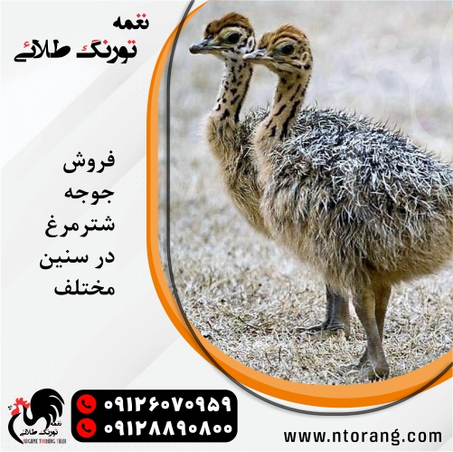 جوجه شترمرغ یک ماهه 09128890800