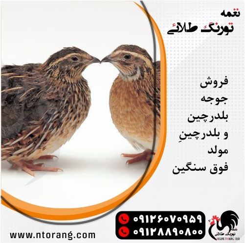 پرورش جوجه بلدرچین مولد