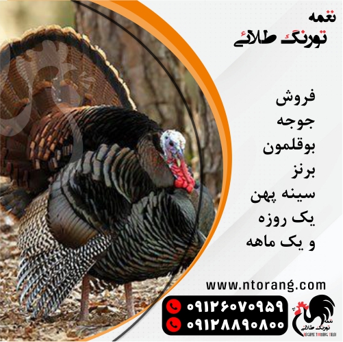 قیمت جوجه بوقلمون برنز