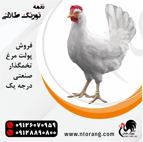 پولت بونز 09128890800