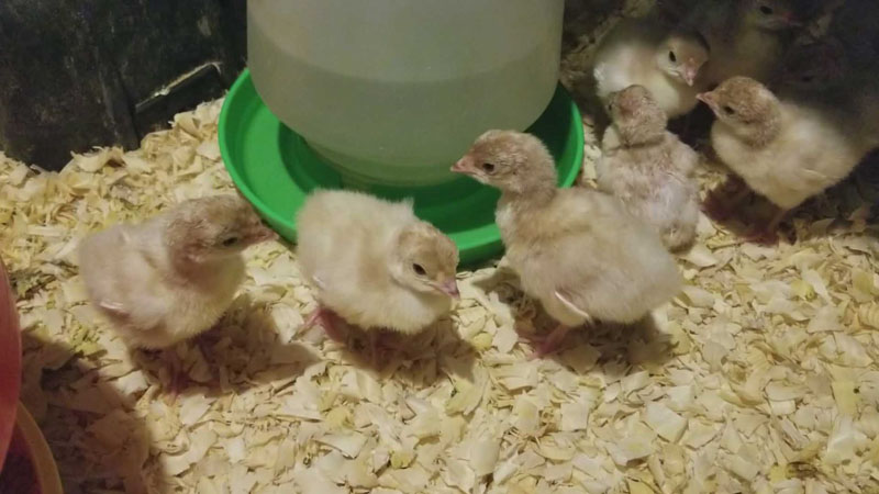 ظروف آبخوری و دان خوری جوجه بوقلمون گوشتی