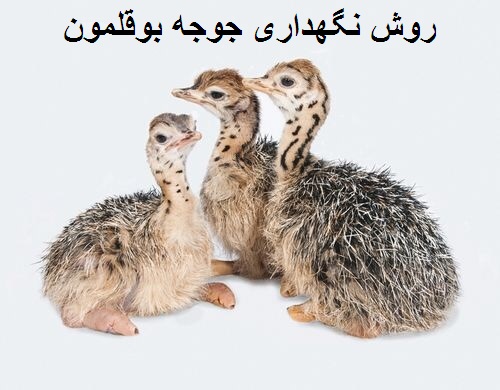 شرایط نگهداری جوجه بوقلمون