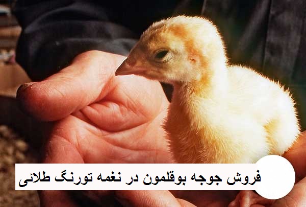 خرید جوجه بوقلمون گوشتی