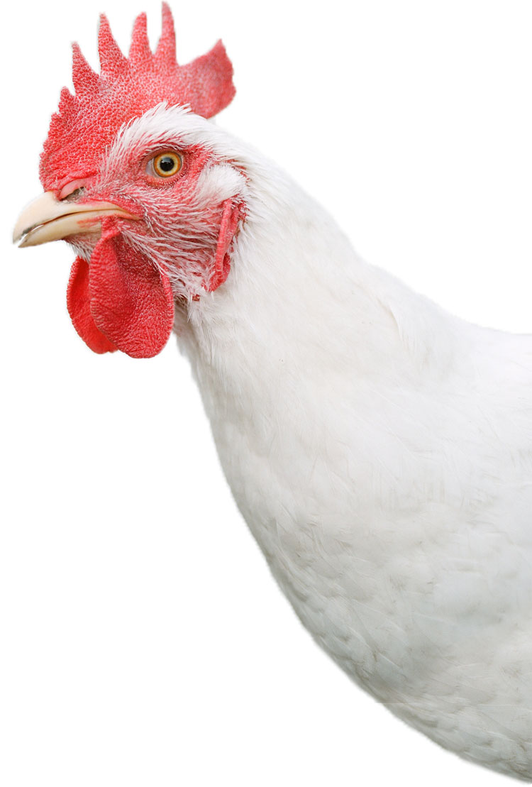 مرغ صنعتی تخم گذار