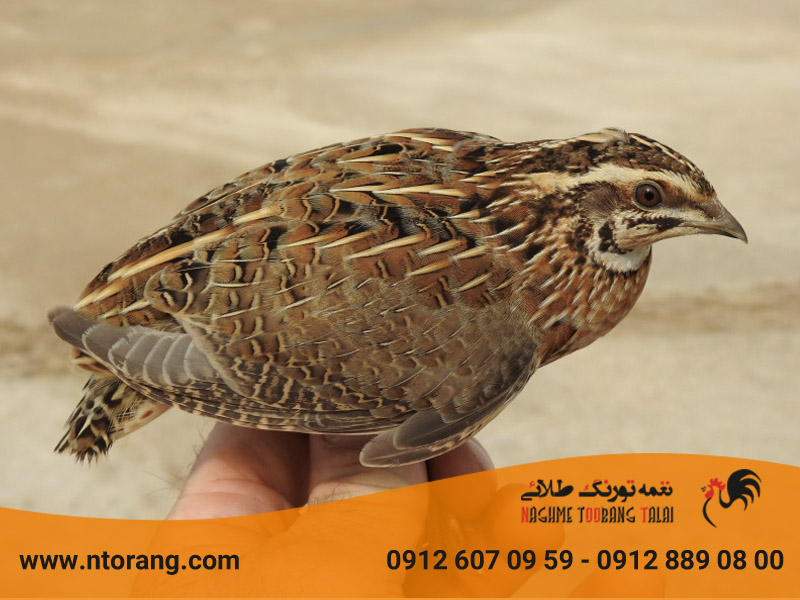 ساختار بدن بلدرچین