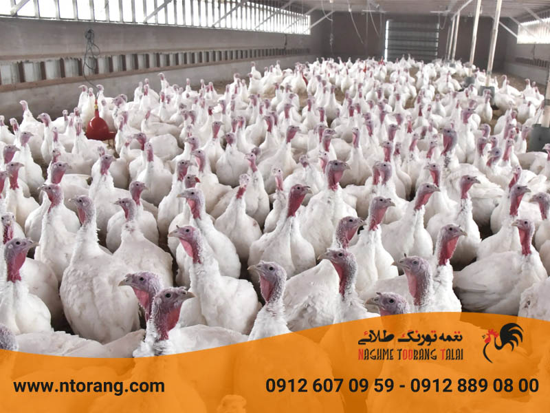 مقدار سود پرورش بوقلمون