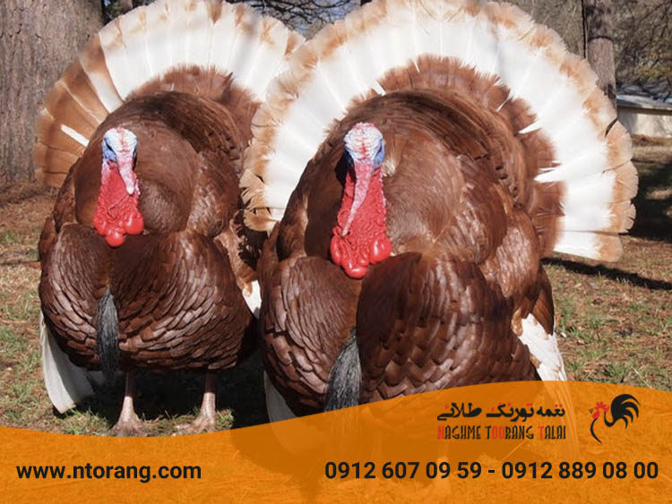 پرورش بوقلمون