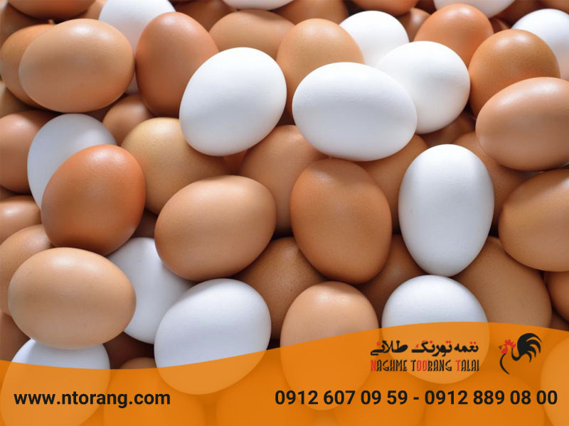 علت خراب شدن تخم مرغ