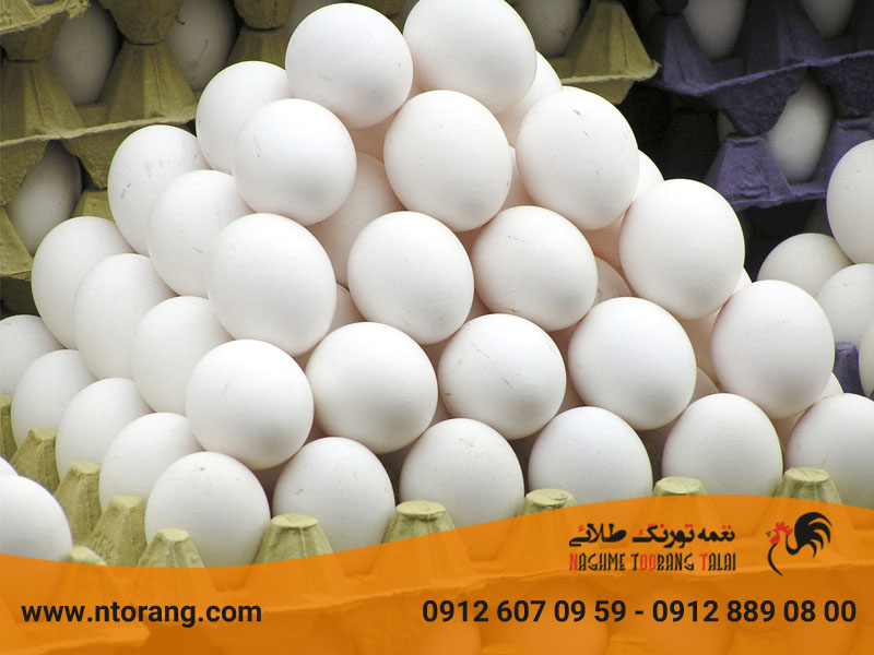 فاسد شدن تخم مرغ