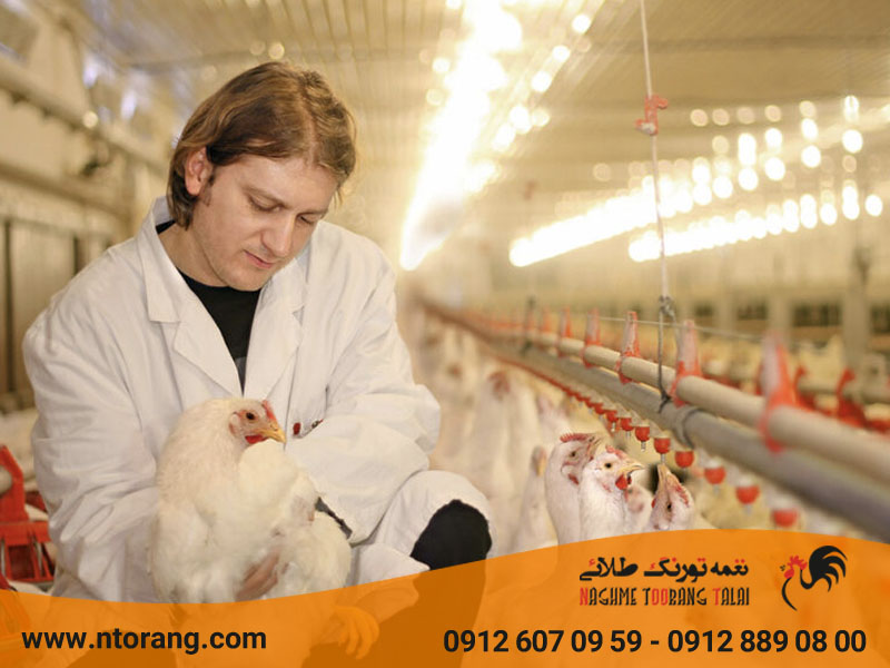 درمان استرس گرمایی در طیور
