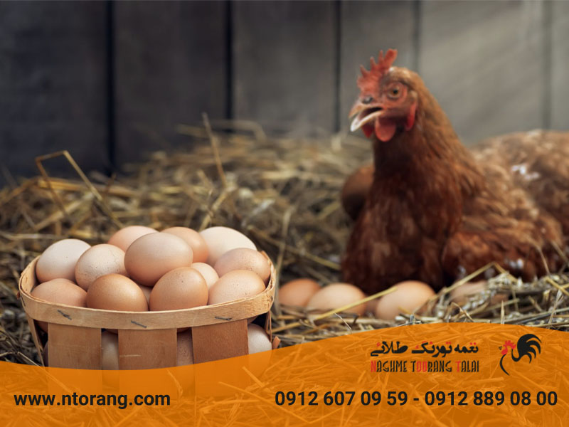 سوددهی مرغ تخم گذار