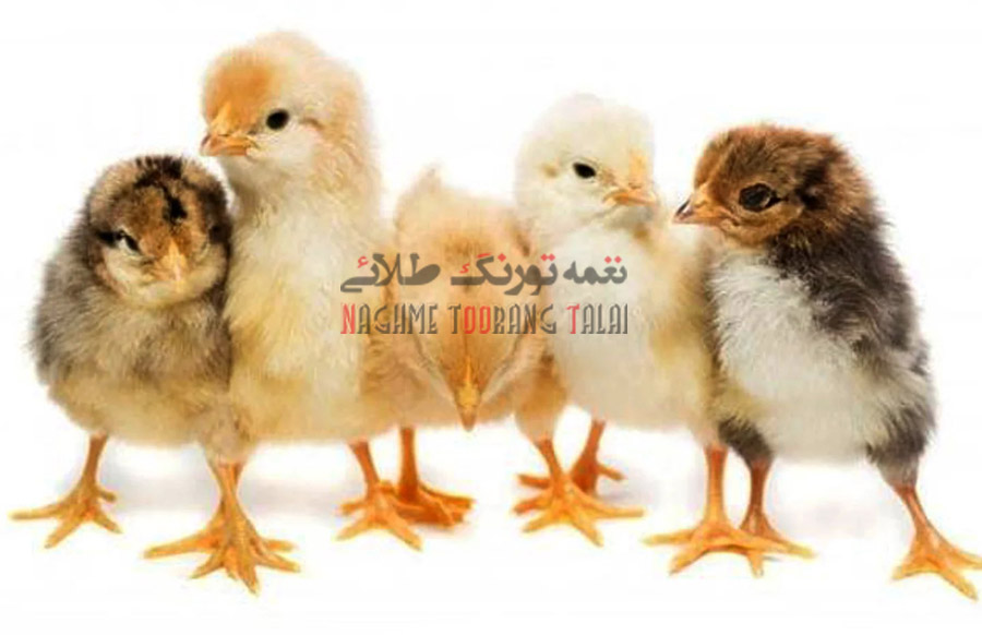 جوجه مرغ گلیایگانی