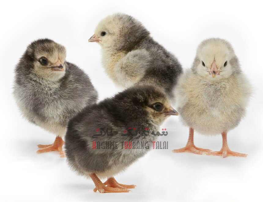 مشخصات جوجه مرغ جهادی