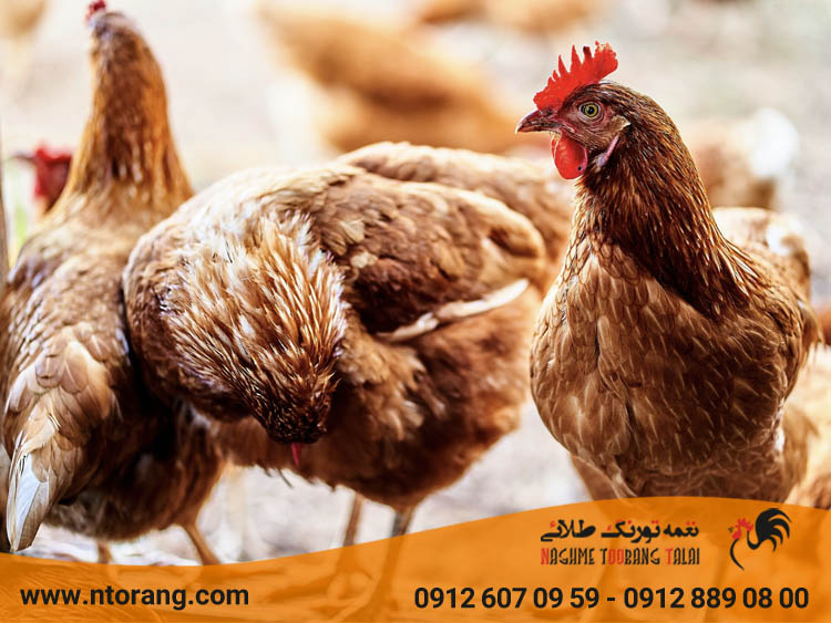 پرورش مرغ گوشتی