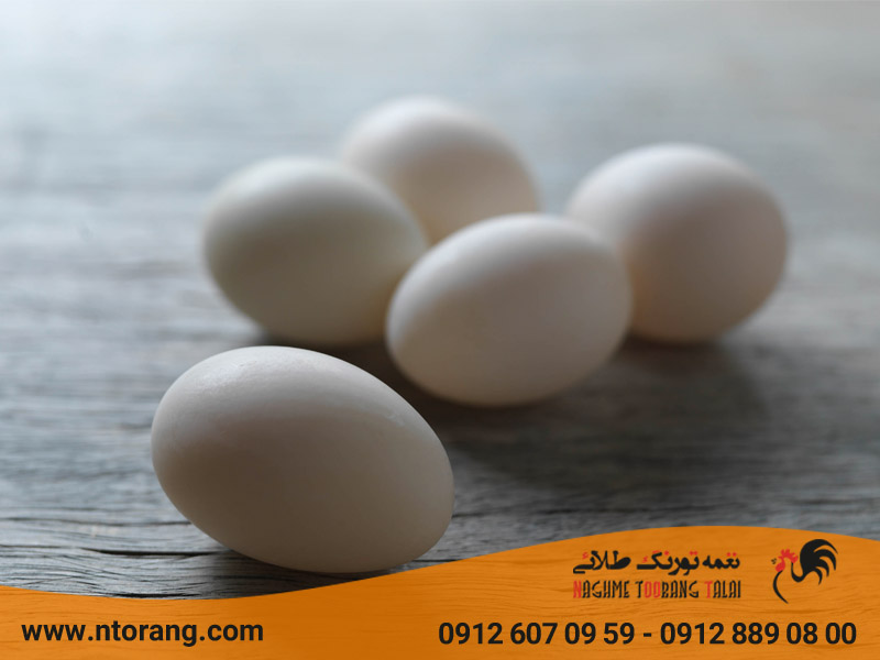 فواید مصرف تخم اردک