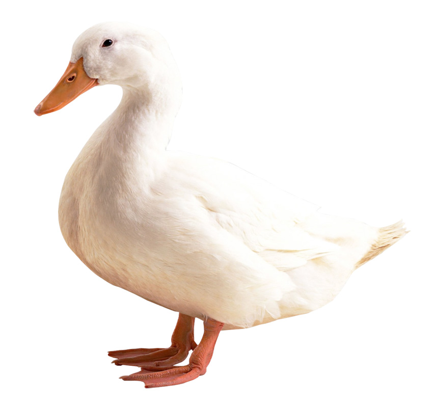 تخم اردک بخورم