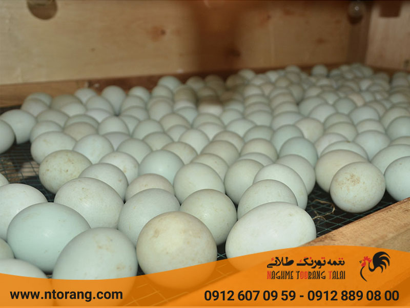 خواص تخم اردک