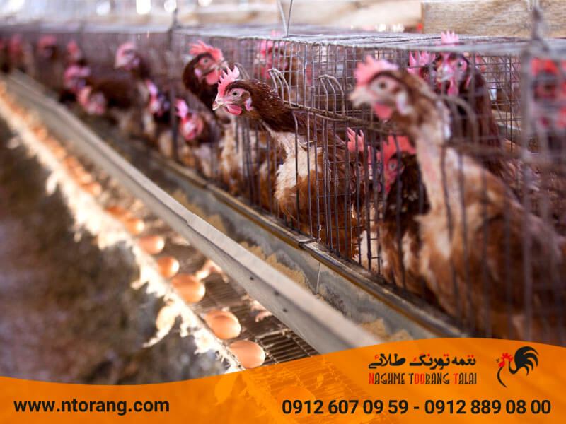 افزایش تخمگذاری مرغ