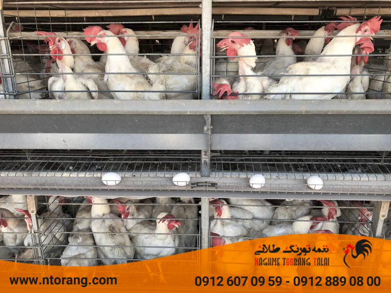 تحریک مرغ به تخم گذاری