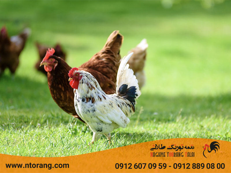 پرورش مرغ بومی