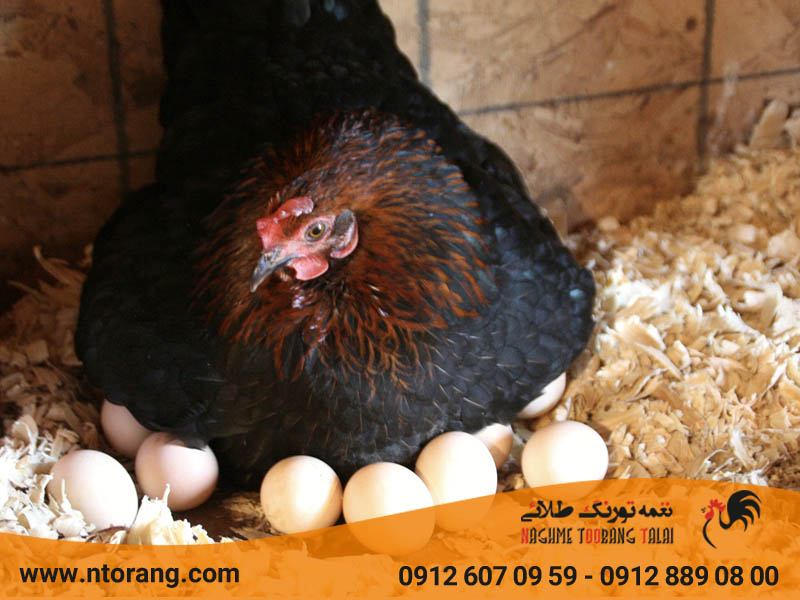 دارو افزایش تخمگذاری مرغ