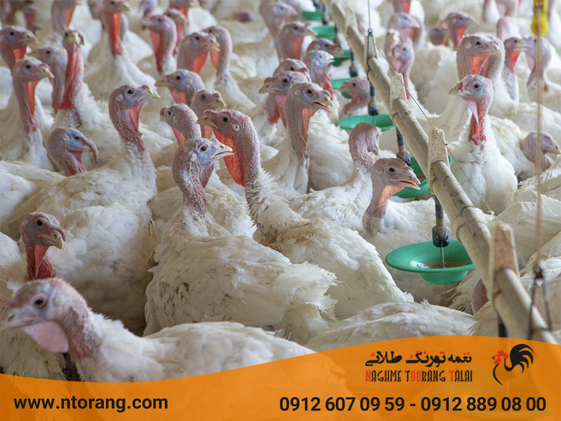 رطوبت مورد نیاز پرورش بوقلمون
