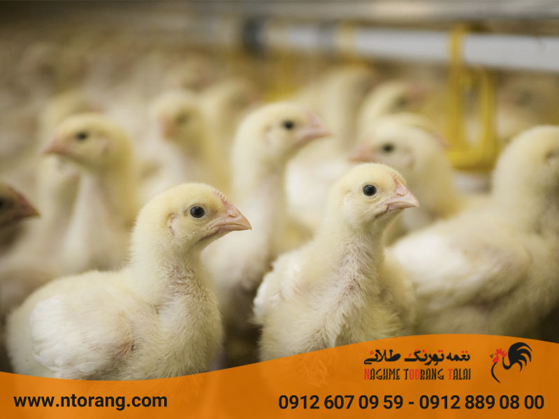 پرورش جوجه گوشتی