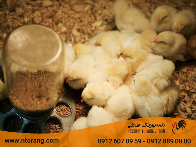 ویتامین لازم برای پرورش جوجه گوشتی