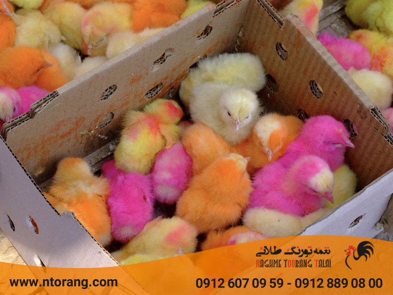 عمر جوجه رنگی