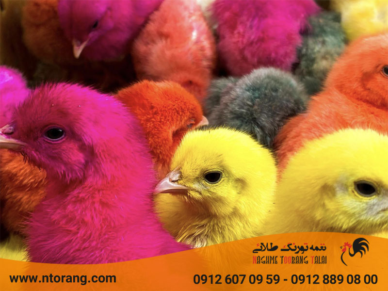 شرایط نگهداری جوجه رنگی