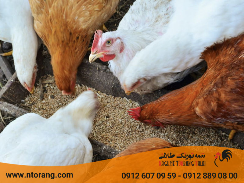 بهترین تغذیه مرغ گوشتی