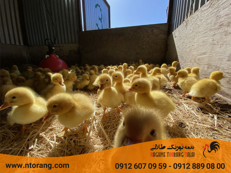 پرورش اردک گوشتی