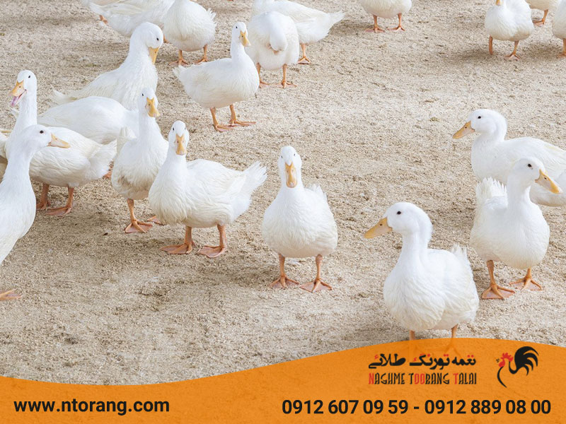 پرورش اردک تخم گذار