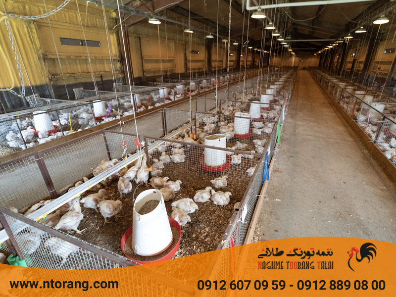 محیط پرورش طیور گوشتی