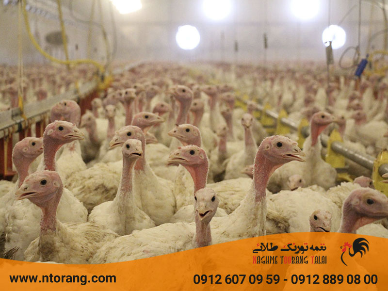 تغذیه طیور گوشتی