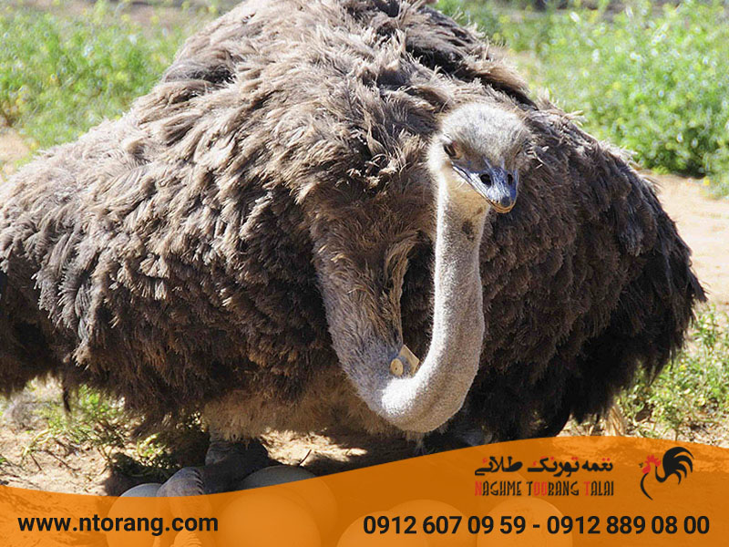 پرورش شترمرغ