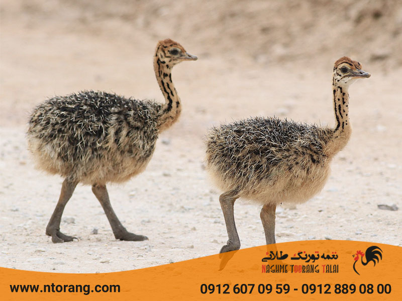 سن مناسب برای پرورش شترمرغ